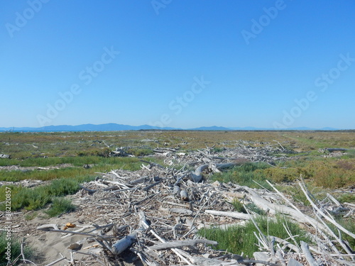 the marshy area at river Ombrone estuary near Principina a Mare, Maremma Regional Park, Grosseto province, Tuscany, Italy photo