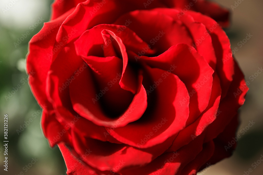 Photo of red roses. Floral background Photo of red roses. Floral background