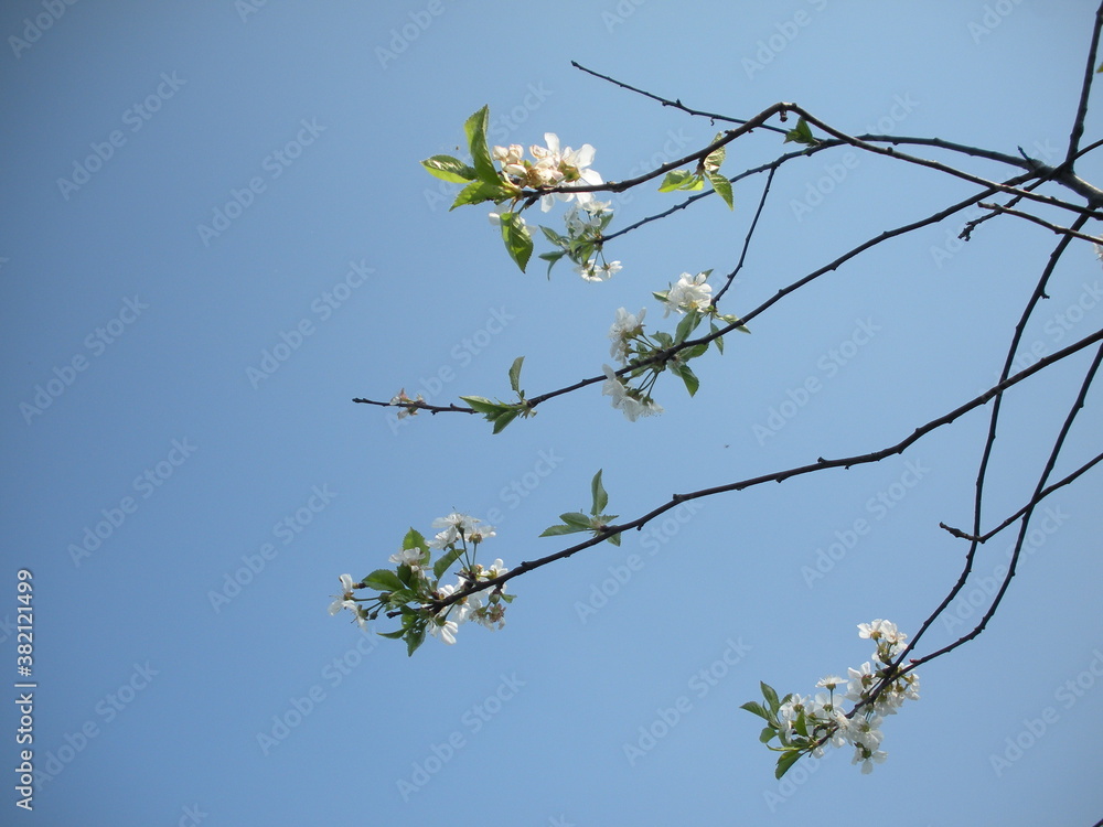 tree tree