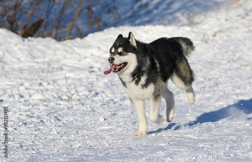  Siberian Husky dog black and white colour with blue eyes in winter