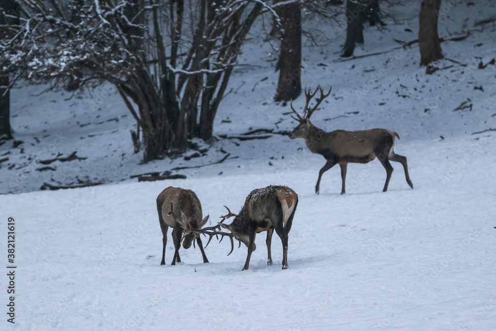 Red deer( Cervus elaphus ), fighting with antlers on meadow covered snow during January Red deer( Cervus elaphus ), fighting with antlers on meadow covered snow during January
