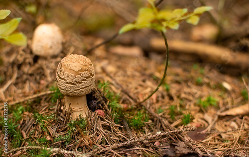 Poisonous mushroom in the autumn forest