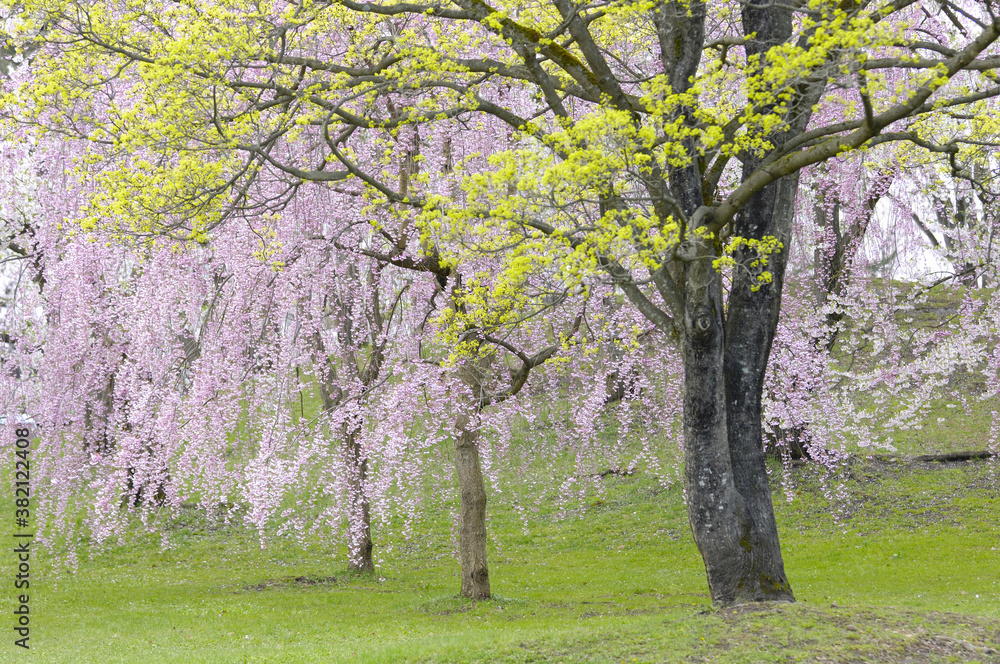 紅しだれ桜