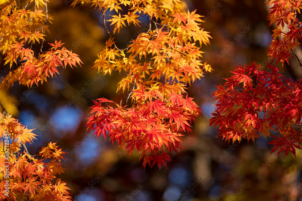 autumn leaves autumn leaves