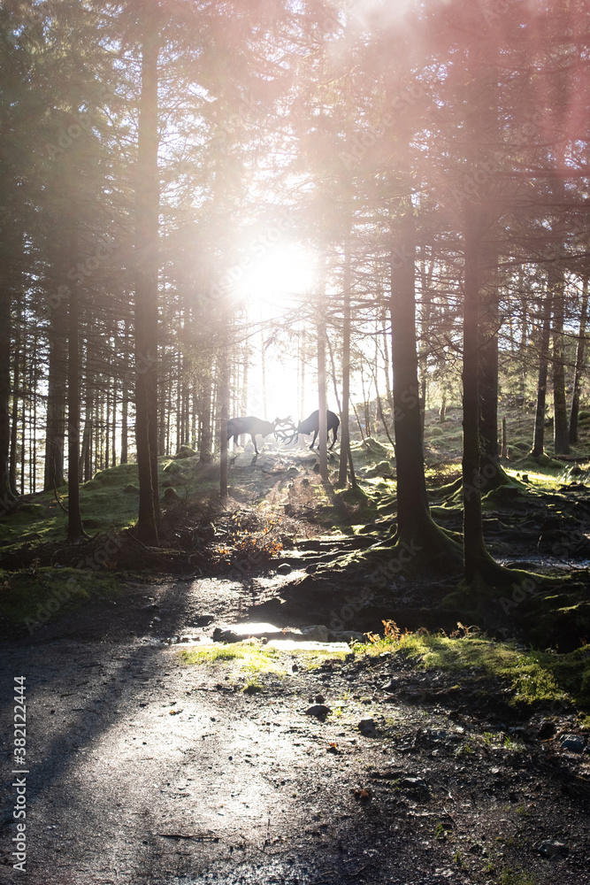 Obraz premium Deer Clashing Antlers in Forest