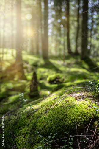 Beautiful forest background with sun rays. Natural scene for product presentation. The stones are covered with green moss