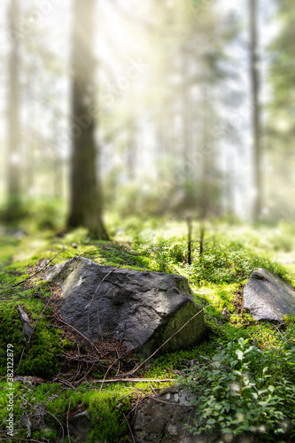Beautiful forest background with sun rays. Natural scene for product presentation. The stones are covered with green moss
