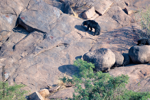 Sloth bear  photo