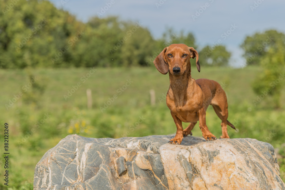 Dachshund standing on a large gray rock with yellow in the Itteren recreational pond in South Limburg in the Netherlands Holland