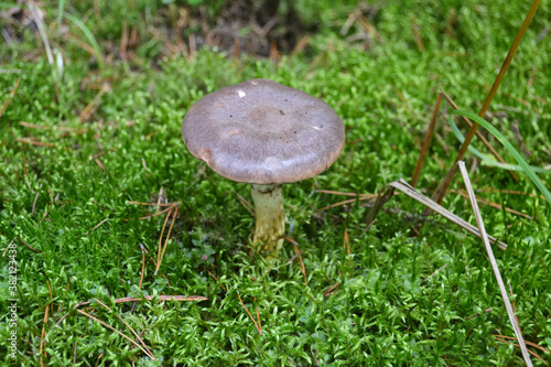 Tableau sur toile Wood Blewit Mushroom in Autumn Forest.