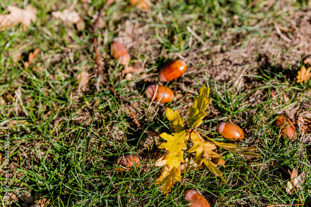 Sprig of a chestnut tree with yellow leaves next to watered chestnuts on green grass with dry brown plants in a blurred background, sunny autumn day Sprig of a chestnut tree with yellow leaves next to watered chestnuts on green grass with dry brown plants in a blurred background, sunny autumn day