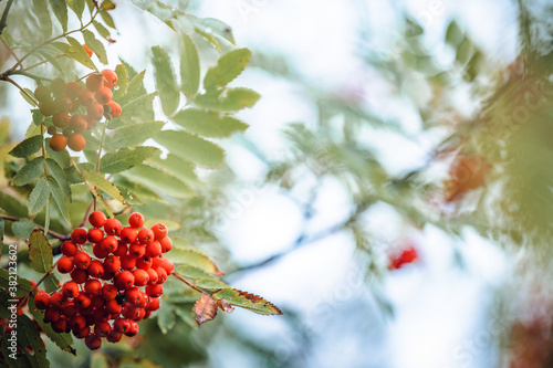 abstract mountain ash trees with red rowan berries in the fog