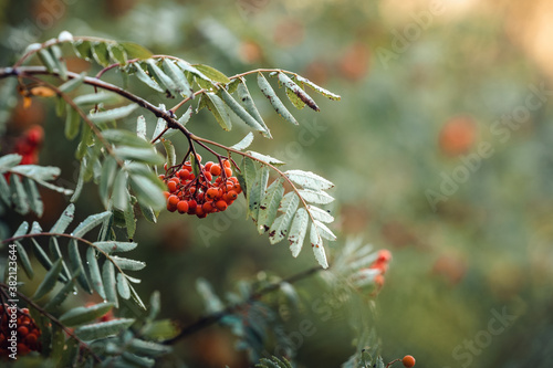 abstract mountain ash trees with red rowan berries in the fog