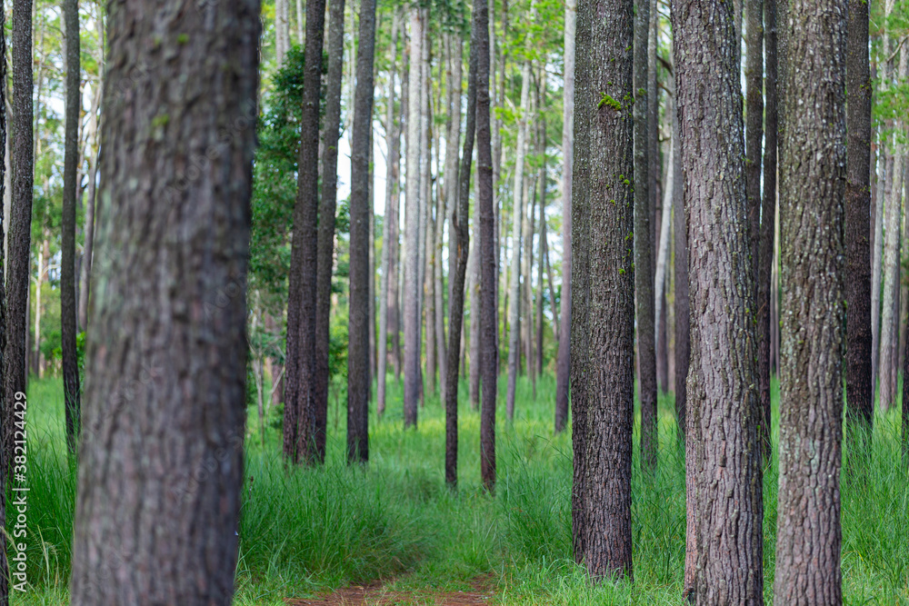 Pine trees forest with green grass and have soil road into the mountain.