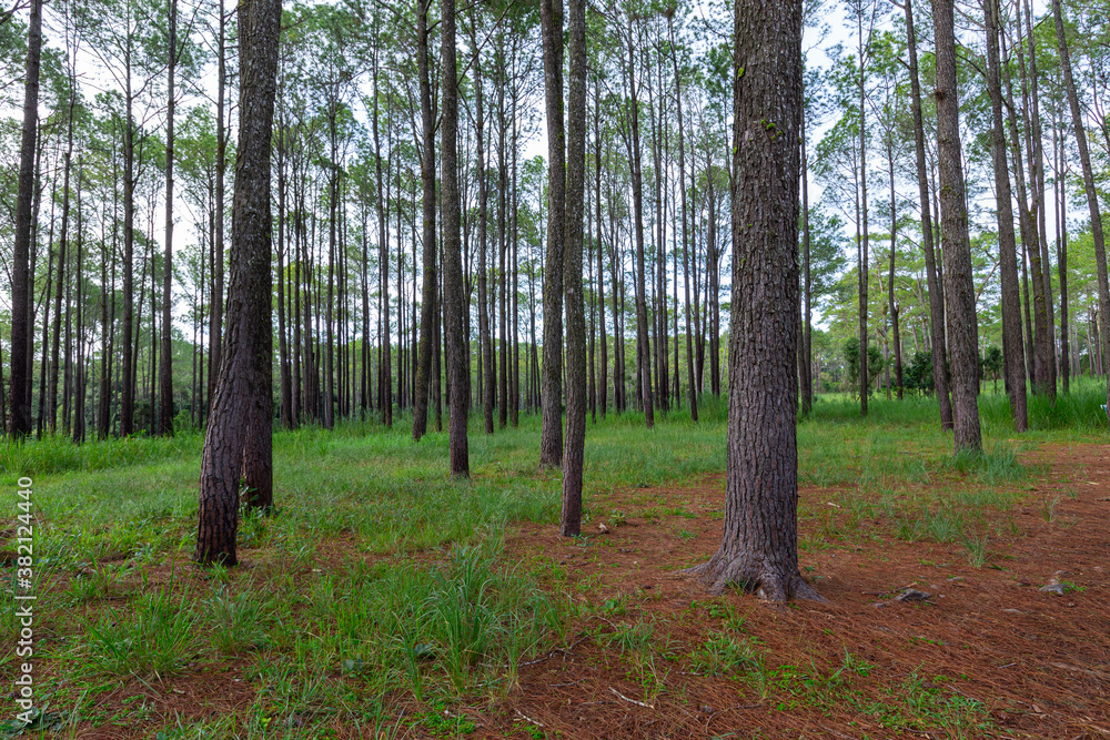 Fototapeta premium Pine trees forest with green grass and have soil road into the mountain.
