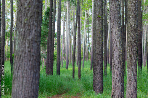 Pine trees forest with green grass and have soil road into the mountain.