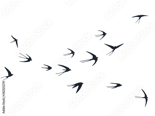 Flying swallow birds silhouettes vector illustration. Nomadic martlets bevy isolated on white. 