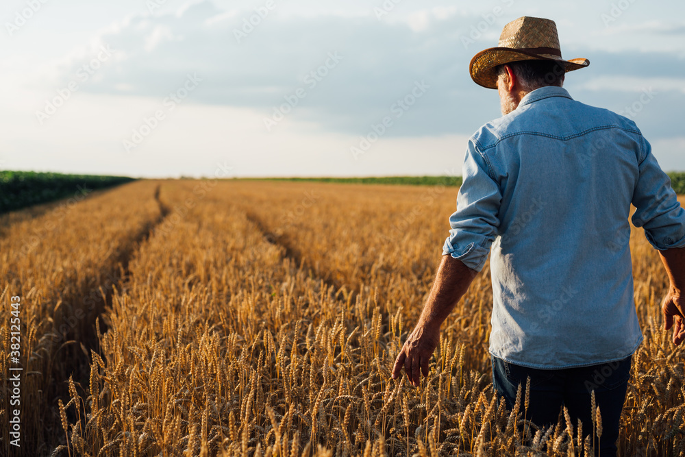 agricultural worker walking through wheat filed agricultural worker walking through wheat filed