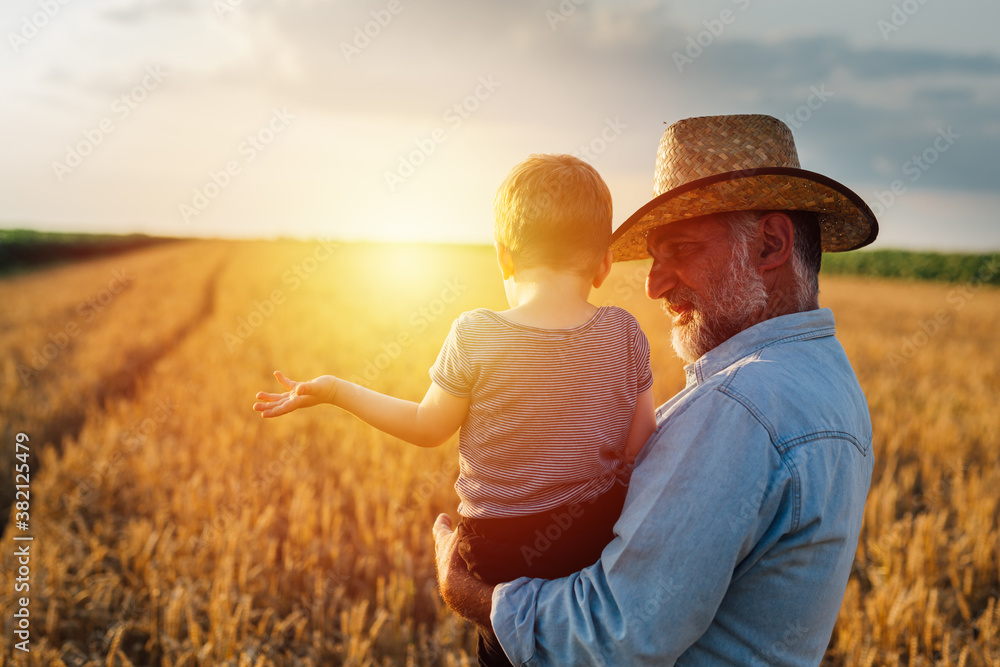 grandfather holding his grandson standing in the wheat field