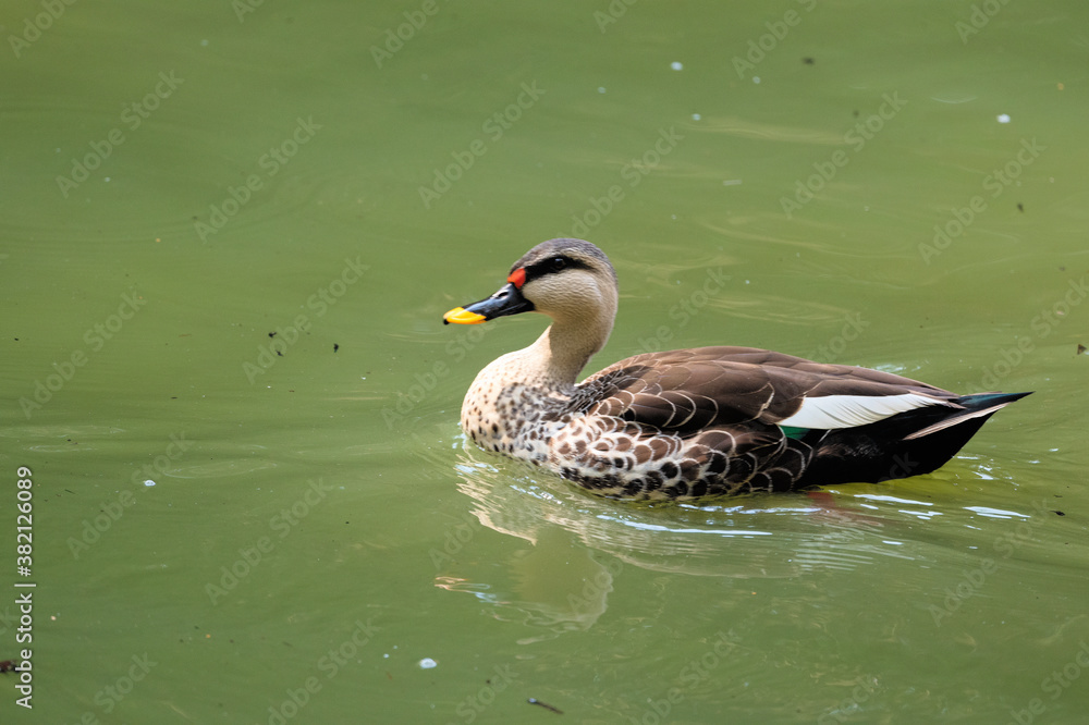 Indian spot-billed duck Indian spot-billed duck