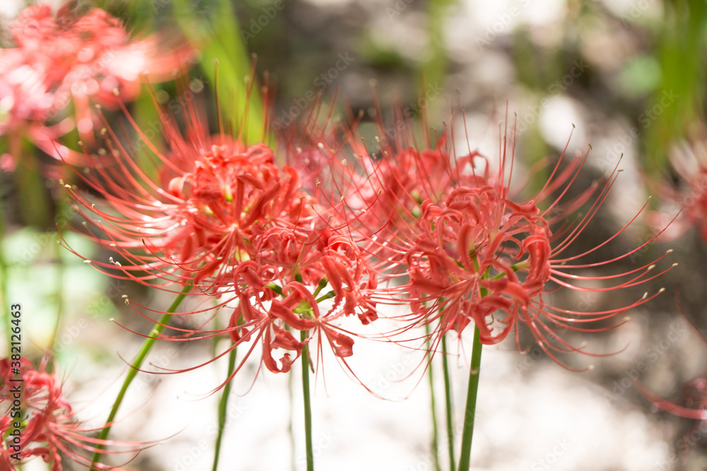 Lycoris radiata. Red spider lily in garden. Lycoris radiata. Red spider lily in garden.