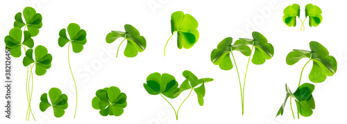 Tableau sur toile green clover leaves isolated on white background