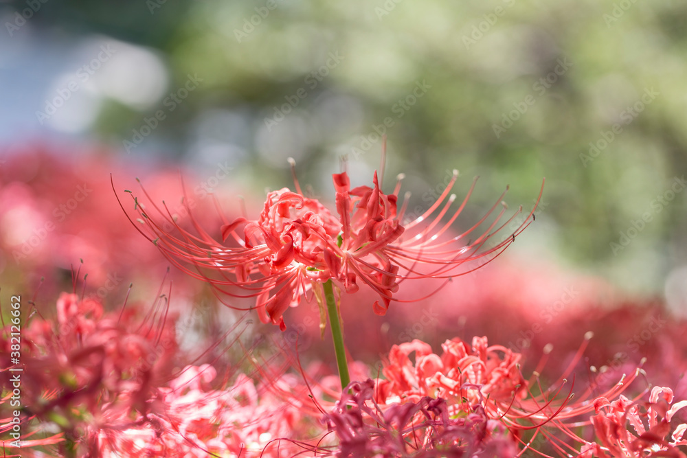 Lycoris radiata. Red spider lily in garden.