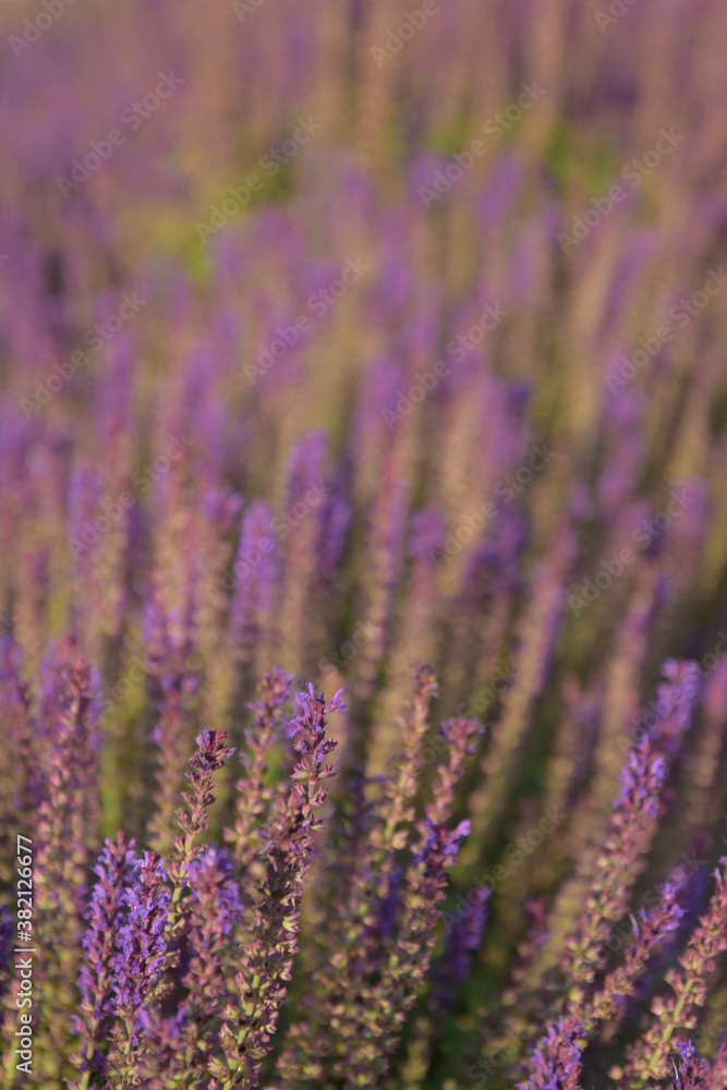 Obraz premium Morning in the park. Lavender.