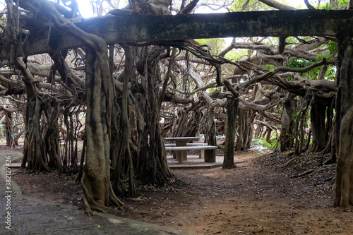 creepy trees with twisted roots in the night jungle forest. Scary concept. Spooky Halloween dead mysterious forest creepy trees with twisted roots and two lizard on misty night forest. Scary concept. 