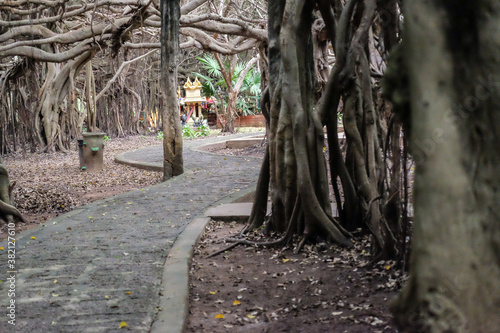 creepy trees with twisted roots in the night jungle forest. Scary concept. Spooky Halloween dead mysterious forest creepy trees with twisted roots and two lizard on misty night forest. Scary concept. 