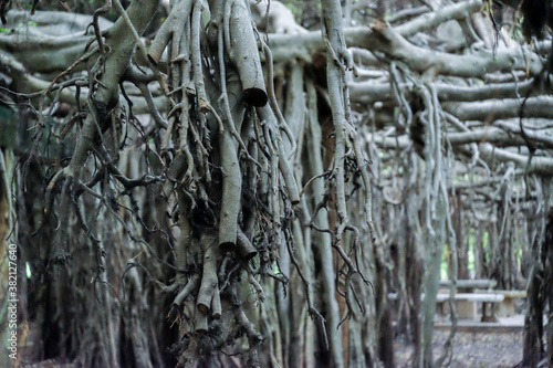 creepy trees with twisted roots in the night jungle forest. Scary concept. Spooky Halloween dead mysterious forest creepy trees with twisted roots and two lizard on misty night forest. Scary concept.  © Fie Fwai