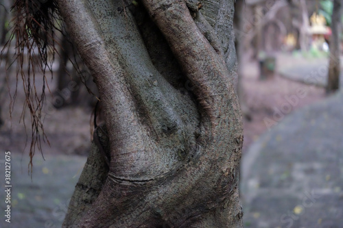 creepy trees with twisted roots in the night jungle forest. Scary concept. Spooky Halloween dead mysterious forest creepy trees with twisted roots and two lizard on misty night forest. Scary concept. 