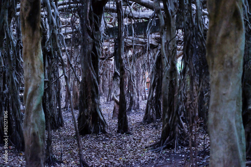 creepy trees with twisted roots in the night jungle forest. Scary concept. Spooky Halloween dead mysterious forest creepy trees with twisted roots and two lizard on misty night forest. Scary concept. 