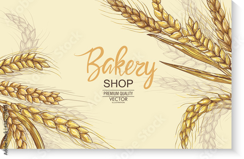 Vector hand drawn wheat ears set. Farm field illustration. For packing.Bunch of grain barley.Banner design. Barley illustration in vintage style.Wheat grain,granule, kernel,corn,rye,barley,oats,pic.