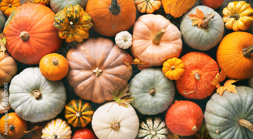 Various fresh ripe pumpkins as background photo