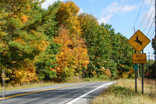 road in autumn deer crossing