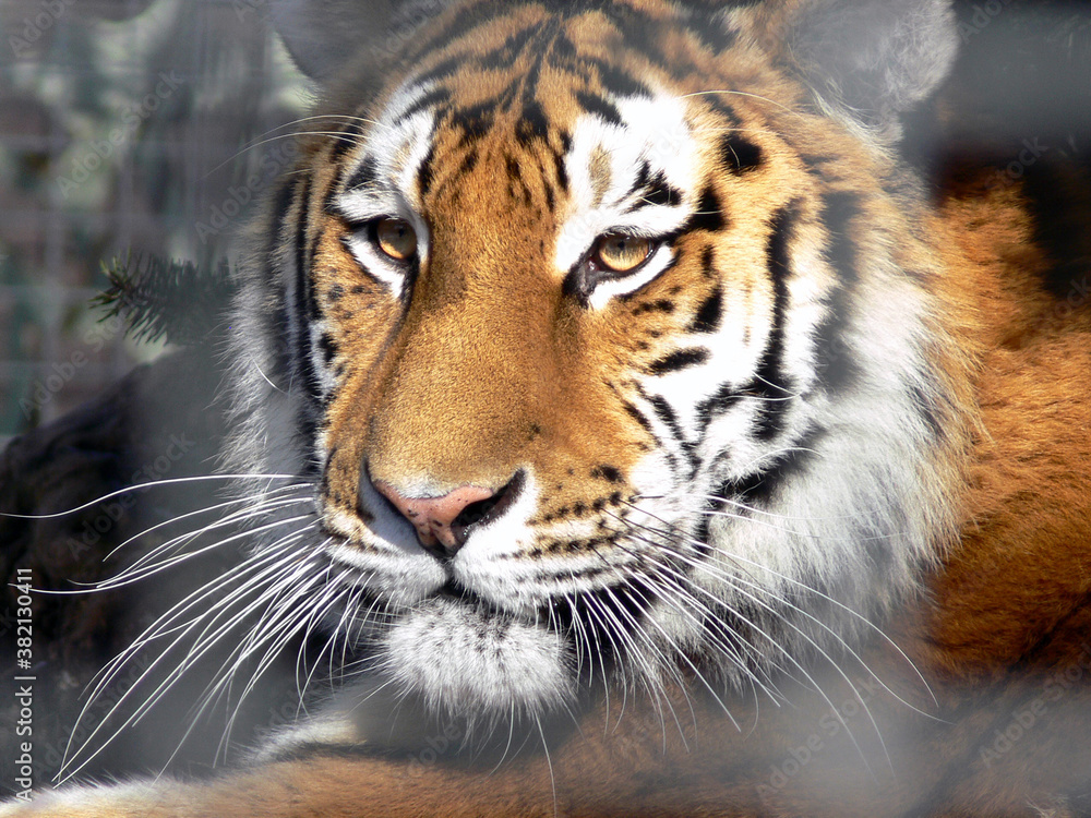Fototapeta premium Portrait of a calm tiger 