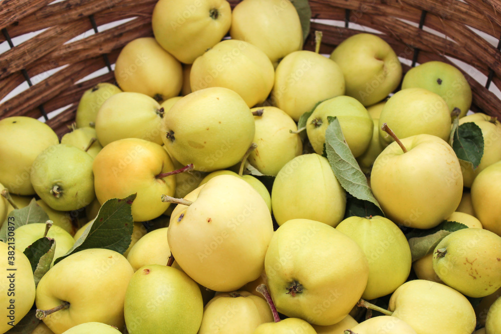 Freshly picked apples in a basket Freshly picked apples in a basket