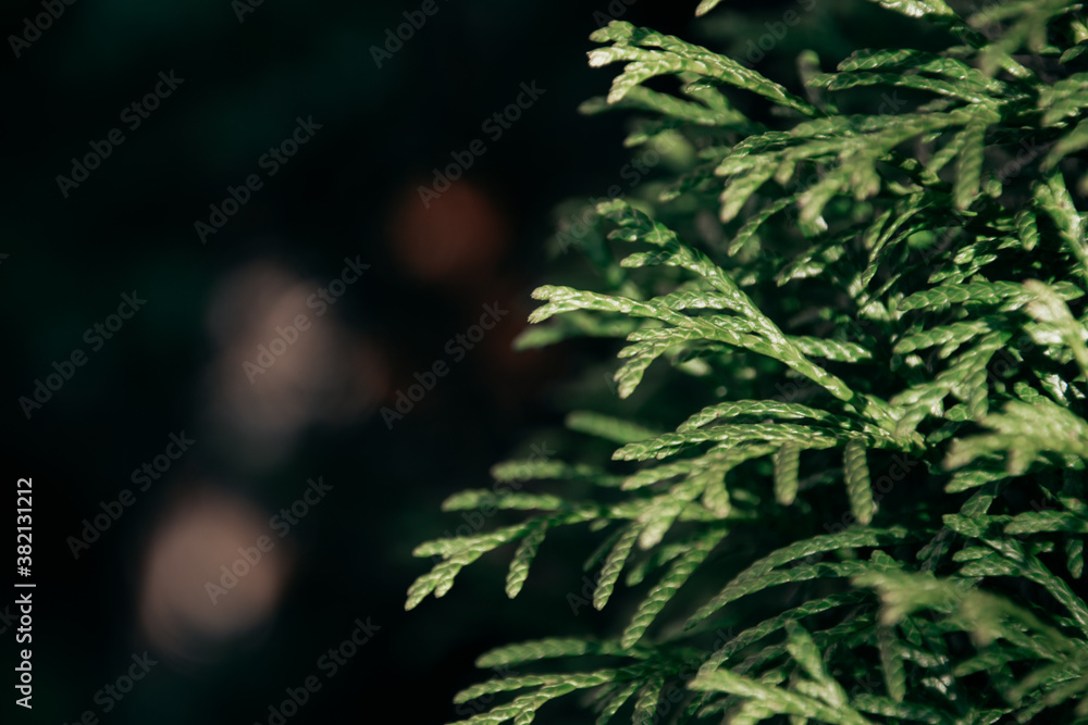 Green natural background. Beautiful green plant Green natural background. Beautiful green plant