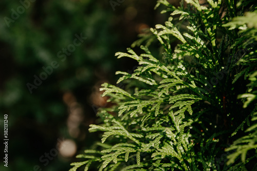 Green natural background. Beautiful green plant photo