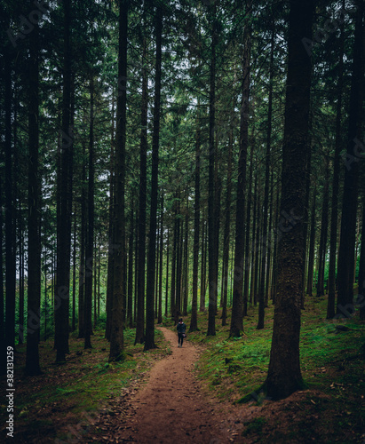 Wald © Alexi Fotografie