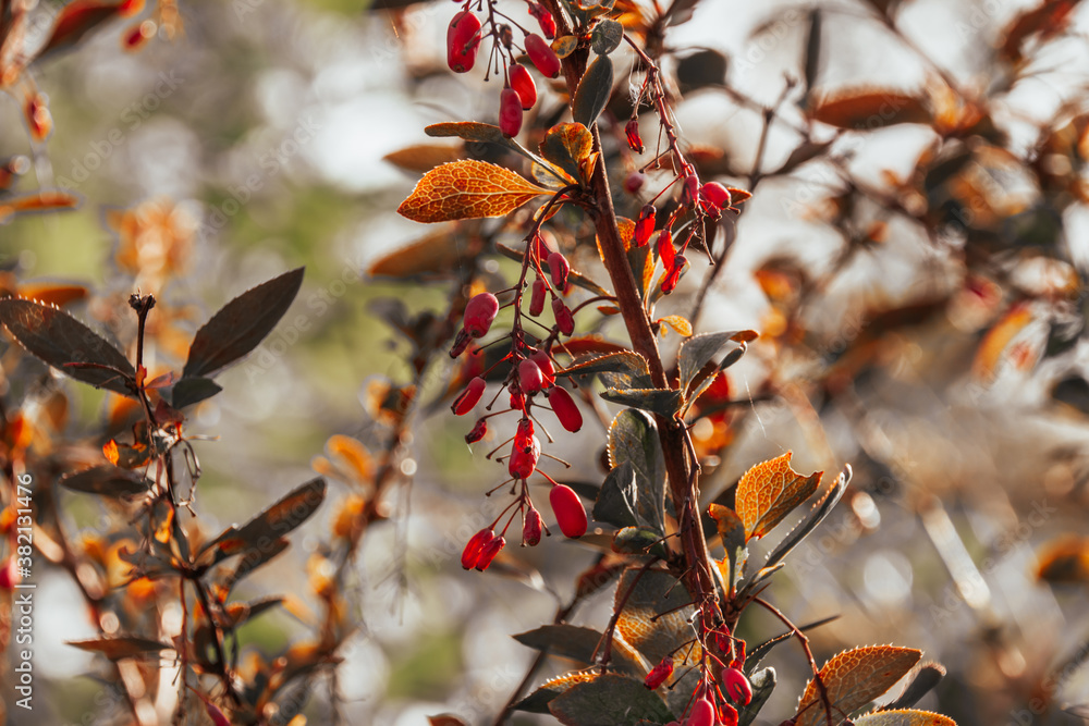 Photo Barbaris on a dark background. Red fruits. Autumn snapshot Photo Barbaris on a dark background. Red fruits. Autumn snapshot