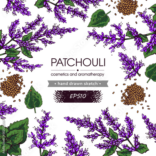 Background with Patchoulis inflorescences and flowers and branch with leaves. Detailed hand-drawn sketches, vector botanical illustration.