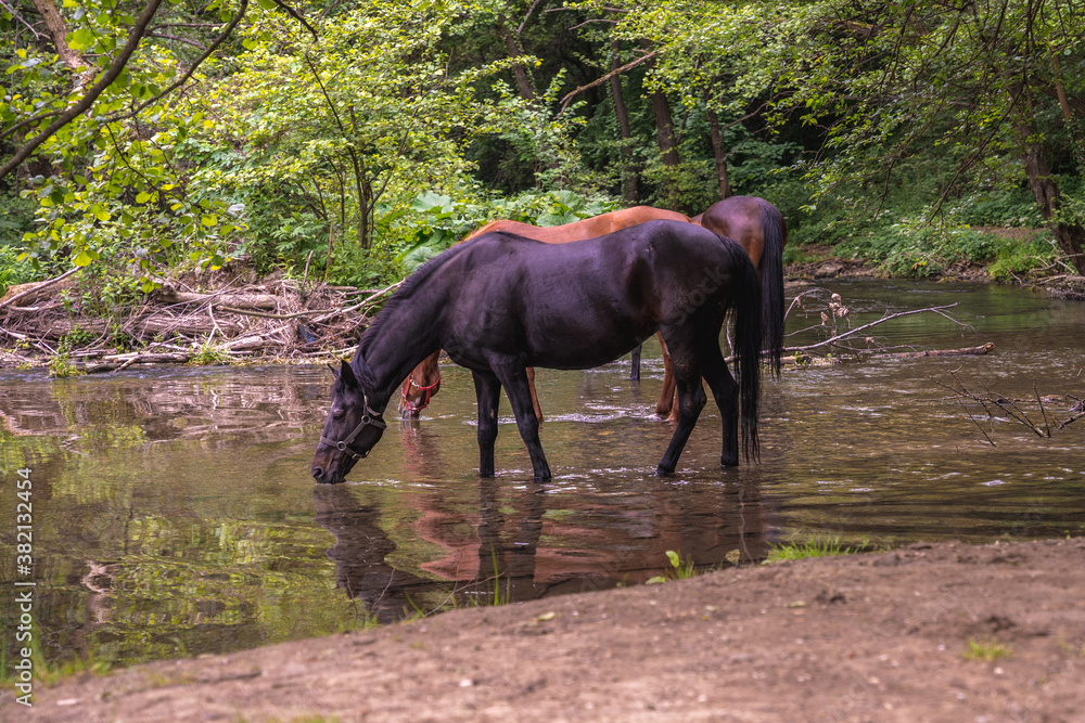 A herd of beautiful horses drink water from river Gradac in Valjevo, Serbia A herd of beautiful horses drink water from river Gradac in Valjevo, Serbia