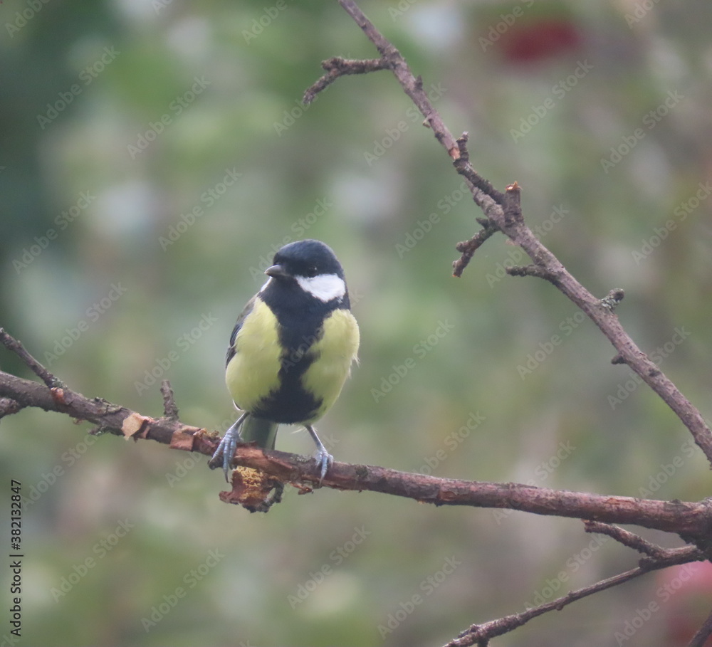 Great tit (Parus major) standing on a piece of wood. Colorful common bird standing on a piece of wood. Great tit (Parus major) standing on a piece of wood. Colorful common bird standing on a piece of wood.