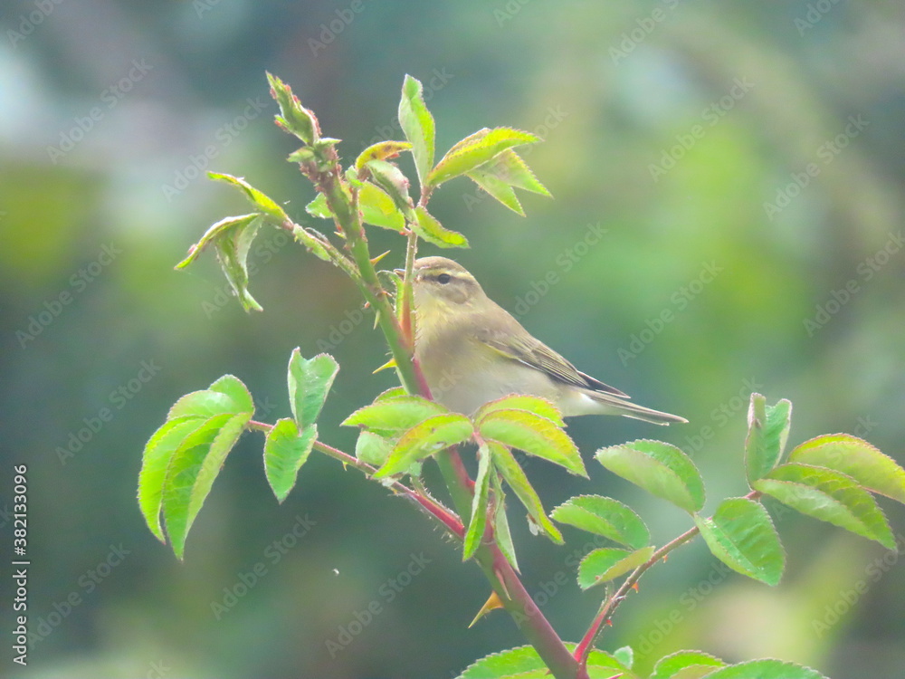 Obraz premium Willow warbler (Phylloscopus trochilus) perching on a beautiful branch, part of a rose bush.