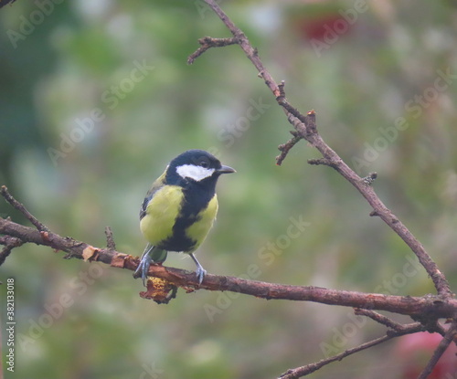 Great tit (Parus major) standing on a piece of wood. Colorful common bird standing on a piece of wood. © Mod