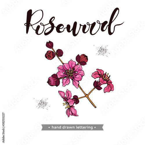 Rosewood twig with flowers and buds  and lettering Rosewood. Detailed hand-drawn sketches, vector botanical illustration.