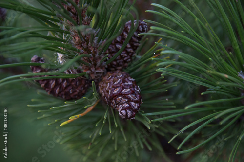 Close up of pine tree needles and cones