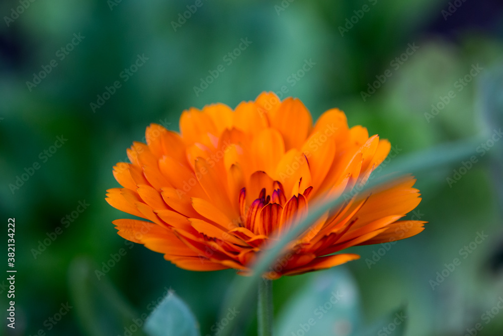 Close up macro of bright orange flower with a blurry green background. Flower in the garden Close up macro of bright orange flower with a blurry green background. Flower in the garden